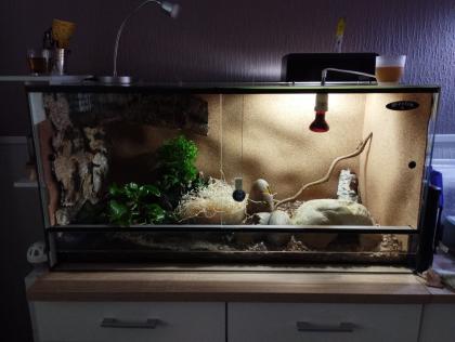 Kornnatter mit Terrarium