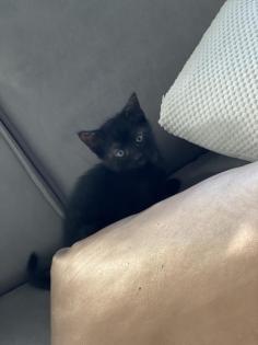 Wunderschöne Babykatzen/Kitten
