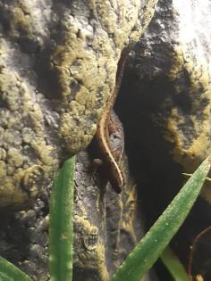 Gonatodes vittatus 1. 0. abzugeben