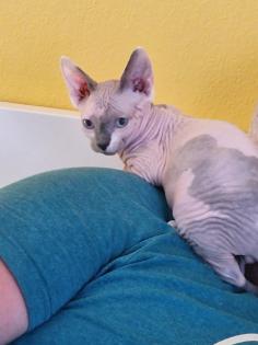 Kater / Sphynx-Katzen/ Mischa