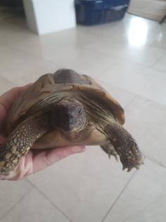 Griechische Landschildkröten w 2008