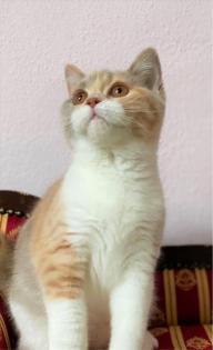 BKH Kitten aus Champion Verpaarung in trico und LH Stammbaum