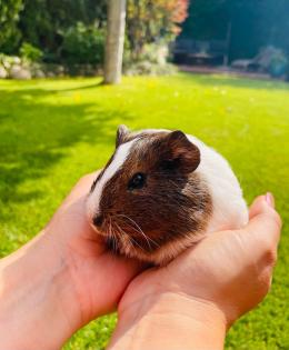 Zwei junge Meerschweine w
