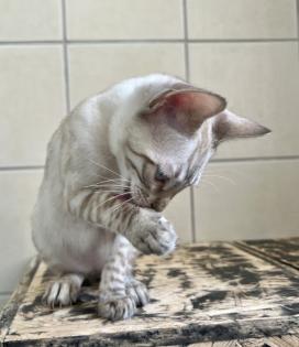 Snow Bengalen aus liebevoller Zucht mit TICA-Stammbaum - nur noch 2 zu haben