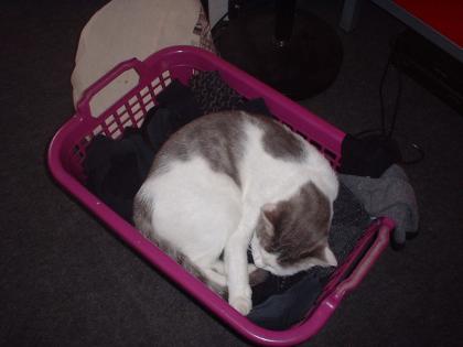 KATZE ENTLAUFEN