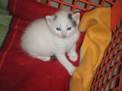 Kleiner Kater ab mitte Juni abzugeben