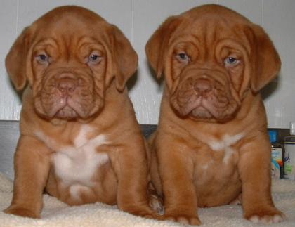 Schöne bordeaux - Dogge Welpen
