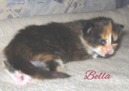 Maine Coon Kitten
