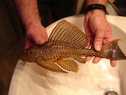 Wabenschilderwels ca. 35cm lang, sehr schönes Tier