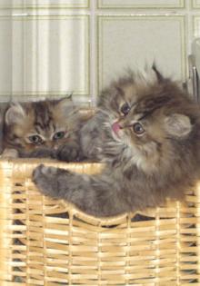 Wir kümmern uns liebevoll um eure Katze n