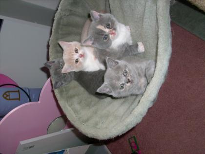 3 süße BKH-Kitten suchen ab 15. 07. 09 ein neues zu Hause