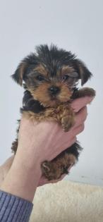 Yorkshire Terrier Welpen Reinrassigen