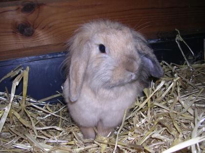 Zwergwidder/Zwergkaninchen Jungtiere Zuchttiere