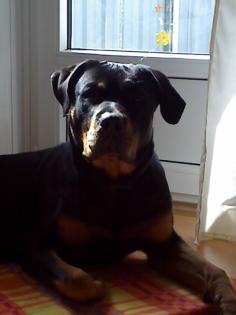 Rottweiler Rüde sucht Hündin zum decken