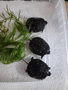 Clemmys guttata, Tropfenschildkröte
