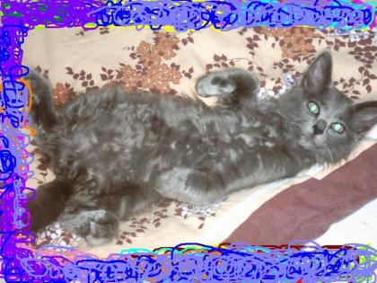 Seltene Nebelungkatze