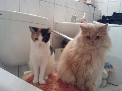 Liebevolle perser braucht neues zuhause