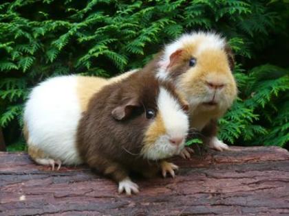 US Teddy Meerschweinchen