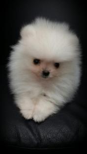 Pomeranianwelpen weiß, 06331258619