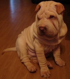 Shar Pei Welpe Rüde Preiswert abzugeben