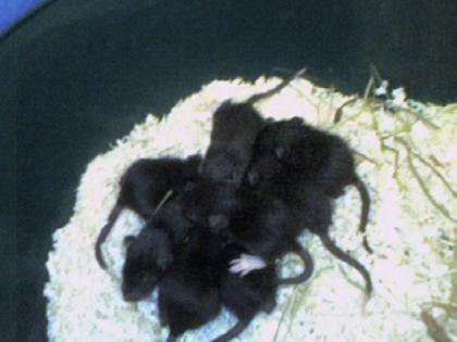 Ab dem 12. 04. 2021 habe ich 6 süße Farbrattenbabys zuverkaufen