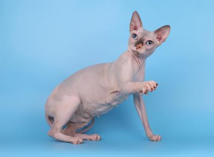 Reinrassige Canadian Sphnyx Katze
