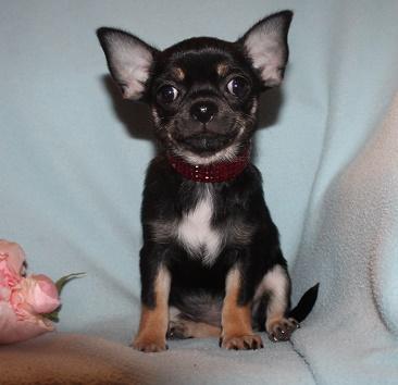 Chihuahua- und Minichihuahuawelpen aus seriöser Zucht