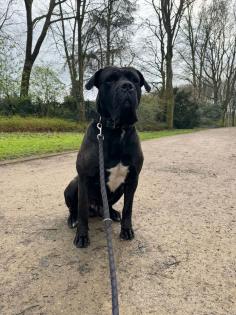 Cane Corso Rüde