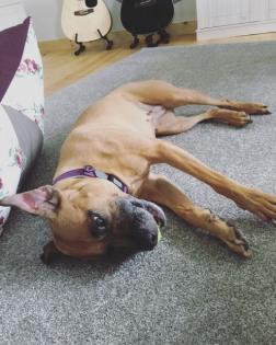 Mischlingshündin sucht ein neues Zuhause KEIN ANFÄNGERHUND