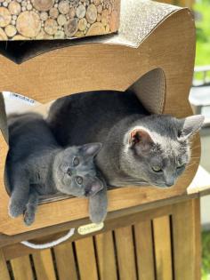 Chartreux / Kartäuser Kätzchen
