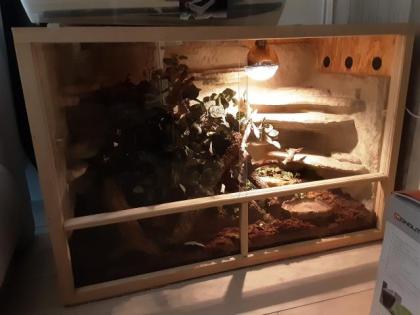 0, 2 Kornnattern mit Terrarium, adult
