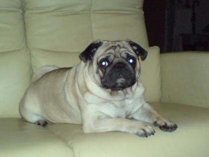Hunde. Deckanzeige.