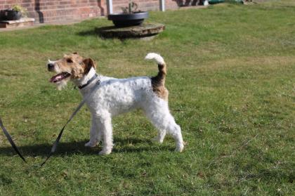 Drahthaar Foxterrier Rüde 6 Monate mit Zubehör.