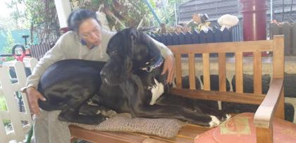 Deutsche dogge