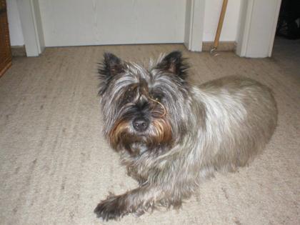 VERMISST CAIRN TERRIER