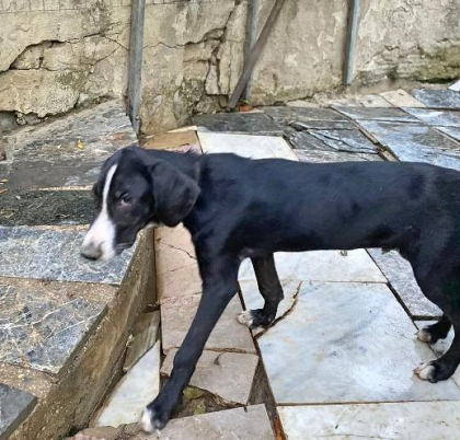 Lumpi sucht ein passendes Zuhause