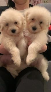 Goldendoodle Medium Samojede