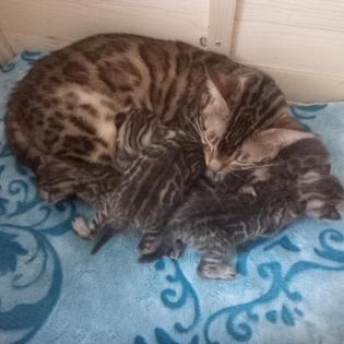 Reinrassige Bengalkitten mit Stammbaum Mini Leoparden