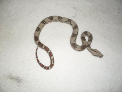 Boa constrictor imperator babys