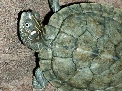 Graptemys ouachitensis zwei Stück