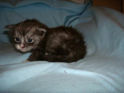 4 typvolle Maine Coon Kitten mit Stammbaum