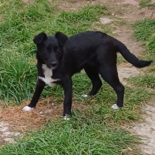 Rajani / Status sucht ein Zuhause