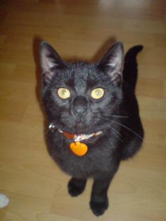 Schwarze Katze 7 Monate jung sucht DRINGEND