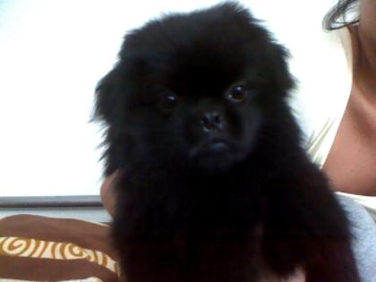Biete Deckhund an