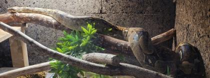 Boa Constrictor Imperator Weibchen, geb. 2020