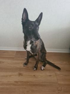 Schäferhund Malinois