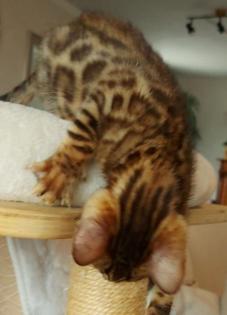 Süße Bengalkatzen zu verkaufen