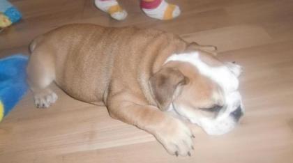 Welpe Balu zu Verkaufen englische bulldogge