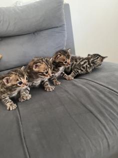 4 zuckersüße Bengal Kitten