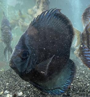 Diskusfische / Aquariumauflösung